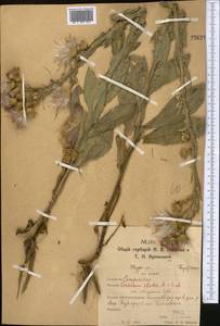 Cirsium alatum (S. G. Gmel.) Bobrov, Middle Asia, Northern & Central Kazakhstan (M10) (Kazakhstan)