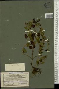 Clinopodium nepeta (L.) Kuntze, Caucasus, Azerbaijan (K6) (Azerbaijan)