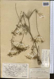 Elwendia persica (Boiss.) Pimenov & Kljuykov, Middle Asia, Pamir & Pamiro-Alai (M2) (Tajikistan)