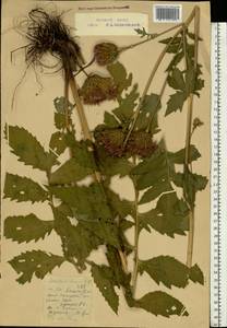 Serratula coronata L., Eastern Europe, Eastern region (E10) (Russia)