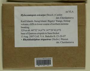 Hylocomiopsis ovicarpa (Besch.) Cardot, Bryophytes, Bryophytes - Russian Far East (excl. Chukotka & Kamchatka) (B20) (Russia)