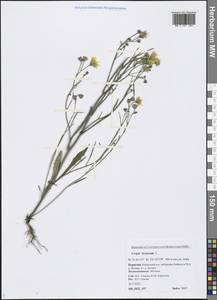 Crepis tectorum L., Siberia, Baikal & Transbaikal region (S4) (Russia)