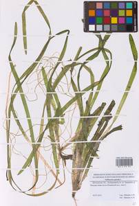 Vallisneria spiralis L., Eastern Europe, Moscow region (E4a) (Russia)