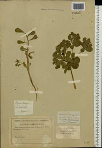 Euphorbia helioscopia L., Eastern Europe, Central region (E4) (Russia)