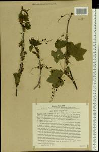 Ribes rubrum L., Eastern Europe, North-Western region (E2) (Russia)