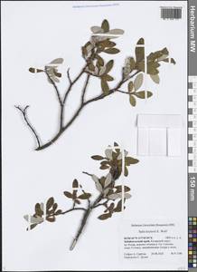 Salix krylovii E. L. Wolf, Siberia, Baikal & Transbaikal region (S4) (Russia)