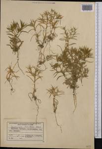Ceratocarpus arenarius L., Middle Asia, Northern & Central Tian Shan (M4) (Kyrgyzstan)