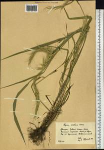 Elymus dahuricus Turcz. ex Griseb., Siberia, Russian Far East (S6) (Russia)