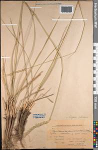 Leymus paboanus (Claus) Pilg., Middle Asia, Northern & Central Kazakhstan (M10) (Kazakhstan)