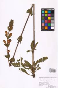 MHA 0 162 291, Pedicularis sceptrum-carolinum L., Eastern Europe, Western region (E3) (Russia)
