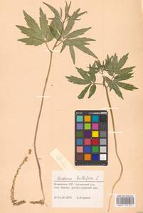 Cardamine bulbifera (L.) Crantz, Eastern Europe, Moldova (E13a) (Moldova)