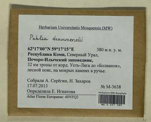 Pohlia drummondii (Müll. Hal.) A.L. Andrews, Bryophytes, Bryophytes - European North East (B7) (Russia)
