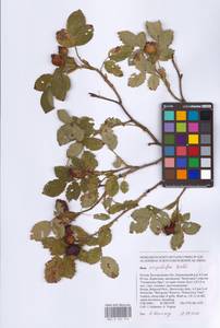 Rosa corymbifera Borkh., Eastern Europe, Central forest-and-steppe region (E6) (Russia)