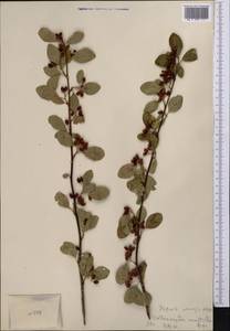 Cotoneaster multiflorus Bunge, Middle Asia, Western Tian Shan & Karatau (M3) (Not classified)