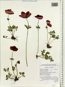 Anemone coronaria L., South Asia, South Asia (Asia outside ex-Soviet states and Mongolia) (ASIA) (Israel)