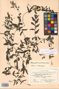 Potamogeton perfoliatus L., Siberia, Russian Far East (S6) (Russia)