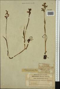 Anacamptis palustris (Jacq.) R.M.Bateman, Pridgeon & M.W.Chase, Western Europe (EUR) (Sweden)