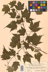 Acer tschonoskii Maxim., Siberia, Russian Far East (S6) (Russia)