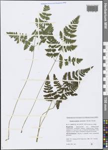Gymnocarpium jessoense (Koidz.) Koidz., Siberia, Baikal & Transbaikal region (S4) (Russia)