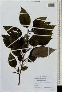 Populus laurifolia Ledeb., Eastern Europe, Eastern region (E10) (Russia)