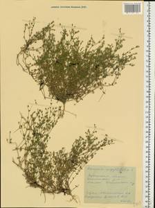 Arenaria serpyllifolia L., Eastern Europe, South Ukrainian region (E12) (Ukraine)