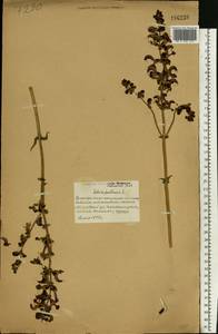 Salvia pratensis L., Eastern Europe, Belarus (E3a) (Belarus)