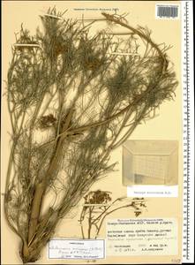 Bilacunaria microcarpa (M.Bieb.) Pimenov & V.N.Tikhom., Caucasus, North Ossetia, Ingushetia & Chechnya (K1c) (Russia)