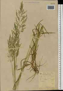 Poa trivialis L., Eastern Europe, South Ukrainian region (E12) (Ukraine)