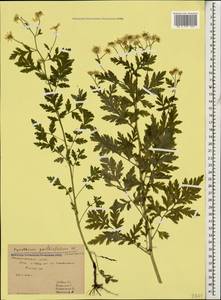 Tanacetum partheniifolium (Willd.) Sch. Bip., Caucasus, Stavropol Krai, Karachay-Cherkessia & Kabardino-Balkaria (K1b) (Russia)