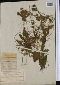 Cuscuta europaea L., Western Europe (EUR) (Sweden)