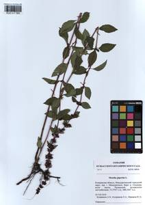 Mentha × piperita L., Siberia, Altai & Sayany Mountains (S2) (Russia)
