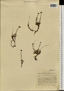 Eritrichium villosum (Ledeb.) Bunge, Siberia, Altai & Sayany Mountains (S2) (Russia)