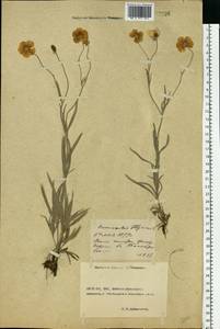 Ranunculus illyricus L., Eastern Europe, Rostov Oblast (E12a) (Russia)