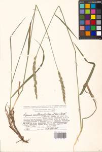 Leymus multicaulis (Kar. & Kir.) Tzvelev, Eastern Europe, Moscow region (E4a) (Russia)