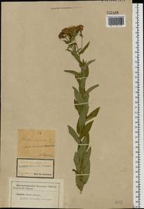 Pentanema salicinum (L.) D. Gut. Larr., Santos-Vicente, Anderb., E. Rico & M. M. Mart. Ort., Eastern Europe, Central forest-and-steppe region (E6) (Russia)