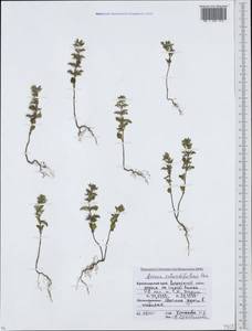Clinopodium graveolens subsp. rotundifolium (Pers.) Govaerts, Caucasus, Krasnodar Krai & Adygea (K1a) (Russia)