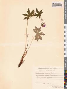 Geranium sylvaticum L., Eastern Europe, Northern region (E1) (Russia)