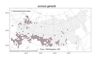 Juncus gerardi Loisel., Atlas of the Russian Flora (FLORUS) (Russia)