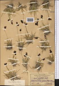 Carex atrofusca subsp. minor (Boott) T.Koyama, Middle Asia, Pamir & Pamiro-Alai (M2) (Kyrgyzstan)