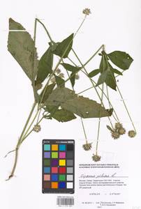 Dipsacus pilosus L., Eastern Europe, Moscow region (E4a) (Russia)