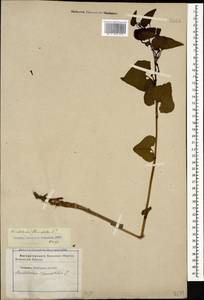 Aristolochia clematitis L., Caucasus, Stavropol Krai, Karachay-Cherkessia & Kabardino-Balkaria (K1b) (Russia)