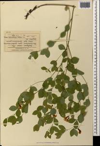 Lathyrus roseus Steven, Caucasus, South Ossetia (K4b) (South Ossetia)