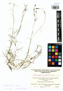 Potamogeton rutilus Wolfg., Siberia, Baikal & Transbaikal region (S4) (Russia)
