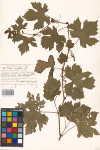 Vitis vinifera L., Eastern Europe, Moscow region (E4a) (Russia)