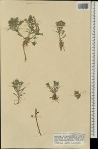 Stevenia tenuifolia (Steph. ex Willd.) D.A.German, Mongolia (MONG) (Mongolia)