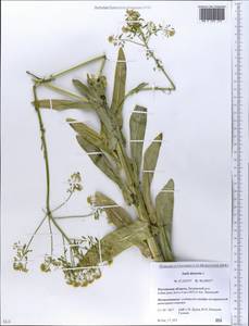 Isatis tinctoria L., Eastern Europe, Rostov Oblast (E12a) (Russia)