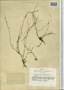 Equisetum variegatum Schleich. ex F. Weber & D. Mohr, Siberia, Altai & Sayany Mountains (S2) (Russia)