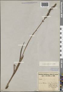 Gymnadenia conopsea (L.) R.Br., Caucasus, North Ossetia, Ingushetia & Chechnya (K1c) (Russia)
