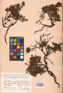 Kalmia procumbens (L.) Gift, Kron & P. F. Stevens, Eastern Europe, Northern region (E1) (Russia)