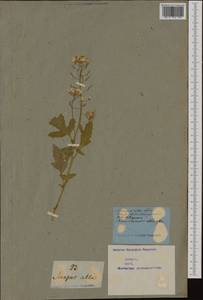 Sinapis alba L., Western Europe (EUR) (Not classified)